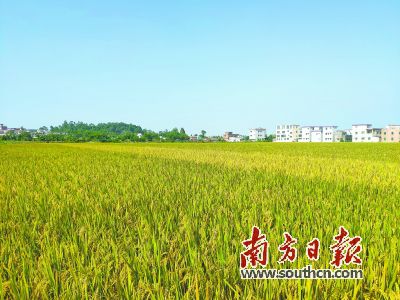 大营盘富硒茶（富硒茶叶）-硒宝网