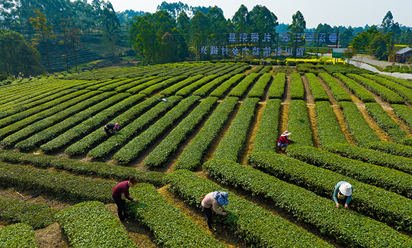 紫阳富硒茶怀(紫阳富硒茶)-硒宝网