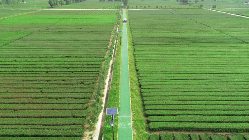 富硒野茶功效（野茶作用）-硒宝网