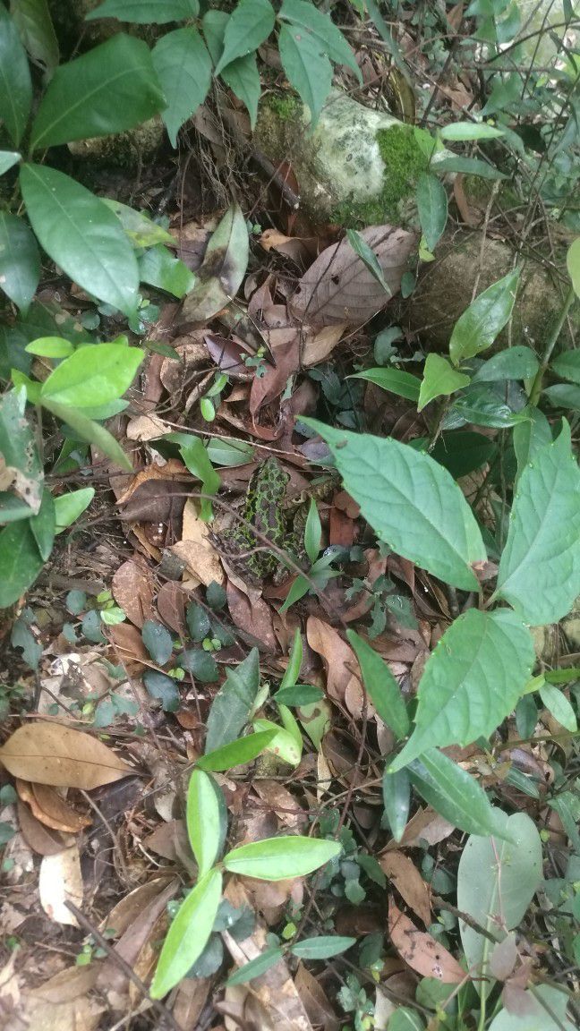 安徽富硒村茶(安徽富硒茶的功效与作用)-硒宝网