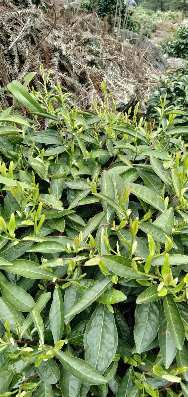 安徽富硒村茶(安徽富硒茶的功效与作用)-硒宝网