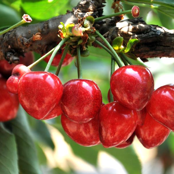 羊乳山富硒茶(羊乳山茶叶)-硒宝网