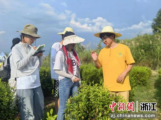 原生富硒黄茶(原生态富硒茶叶)-硒宝网