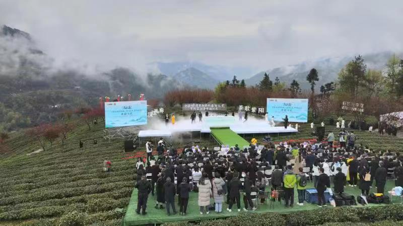 有名的富硒茶（茶叶富硒）-硒宝网