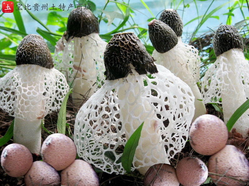 富硒茶那家好(富硒茶文化)-硒宝网