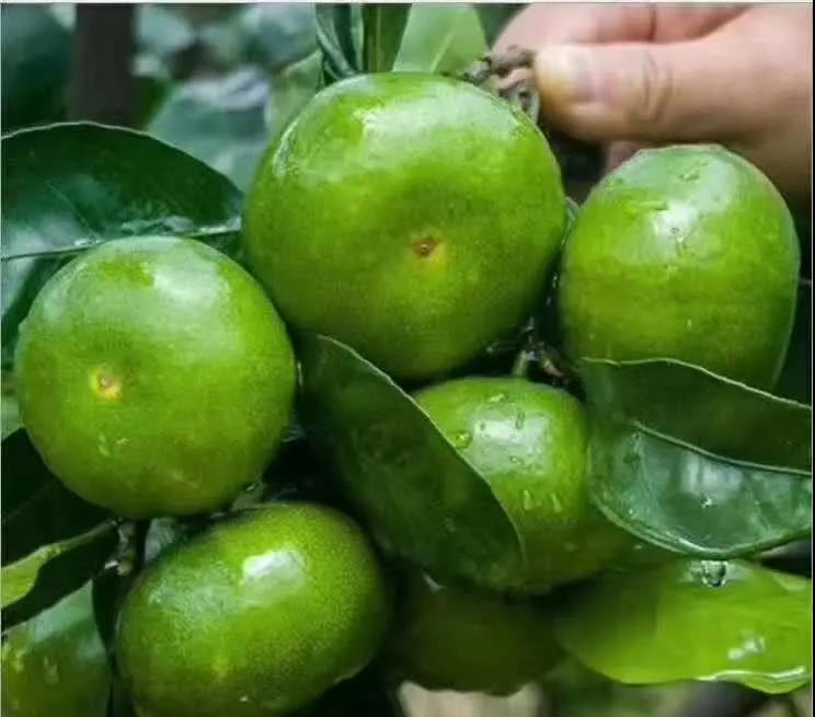 武汉富硒茶粉(湖北富硒茶多少钱一斤)-硒宝网