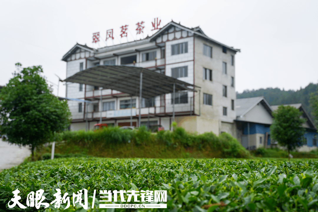 青州富锌硒茶(富锌硒茶叶)-硒宝网