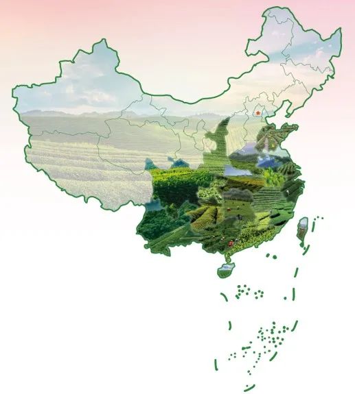 金竹山富硒茶(金竹山野生圆茶)-硒宝网