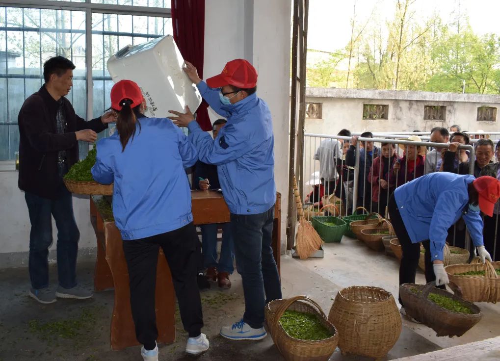 金竹山富硒茶(金竹山野生圆茶)-硒宝网