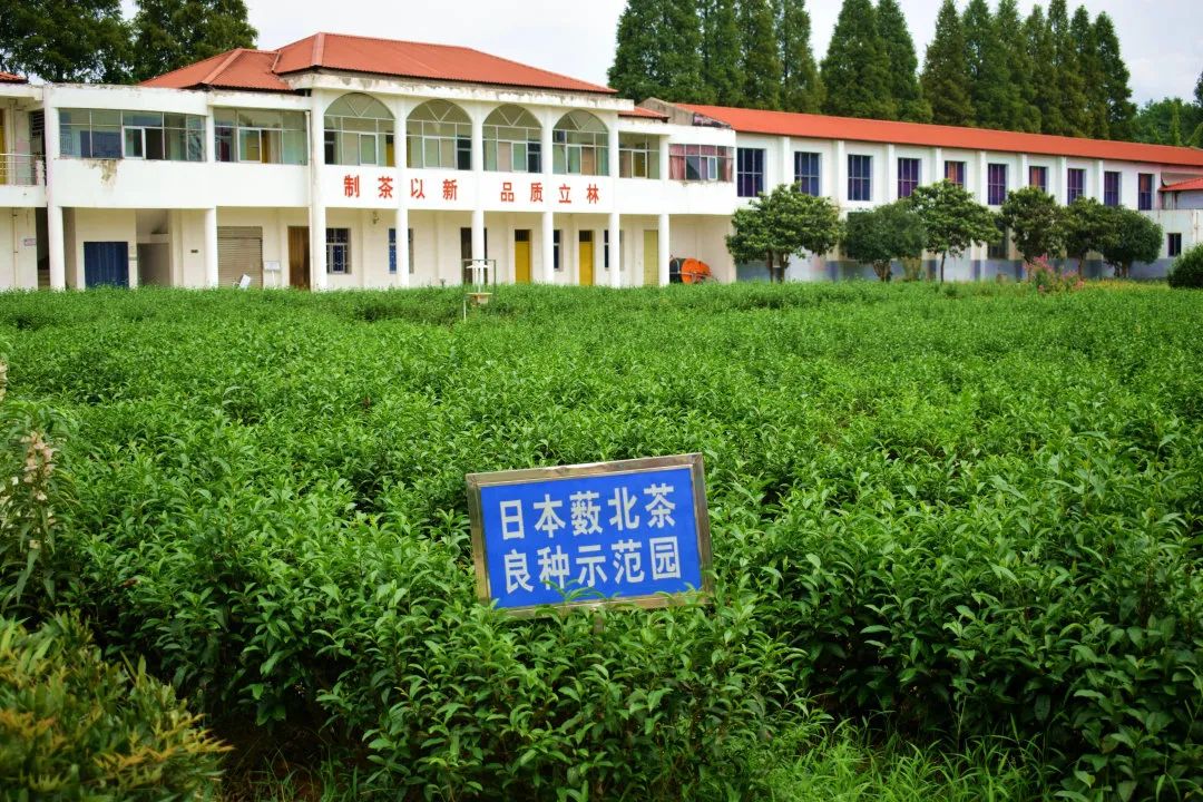 金竹山富硒茶(金竹山野生圆茶)-硒宝网