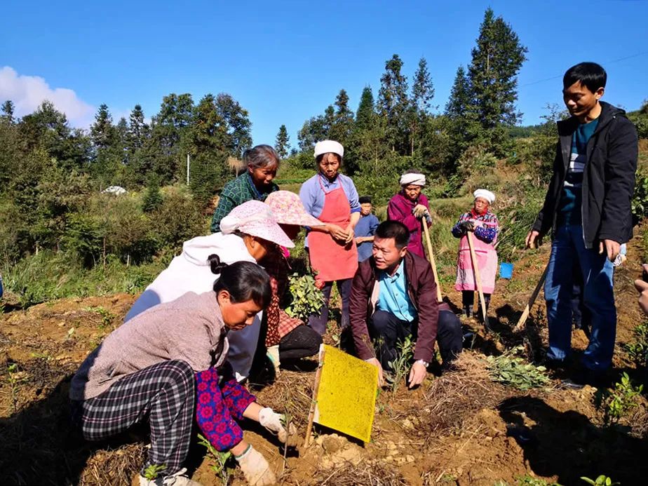 金竹山富硒茶(金竹山野生圆茶)-硒宝网