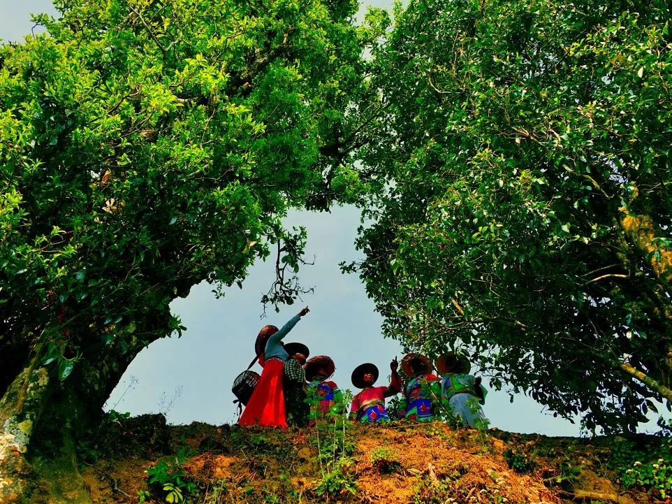 金竹山富硒茶(金竹山野生圆茶)-硒宝网