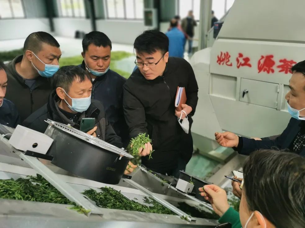 金竹山富硒茶(金竹山野生圆茶)-硒宝网