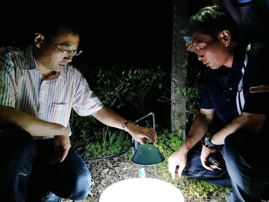 金竹山富硒茶(金竹山野生圆茶)-硒宝网