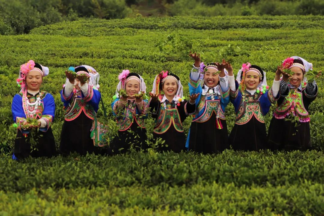 金竹山富硒茶(金竹山野生圆茶)-硒宝网