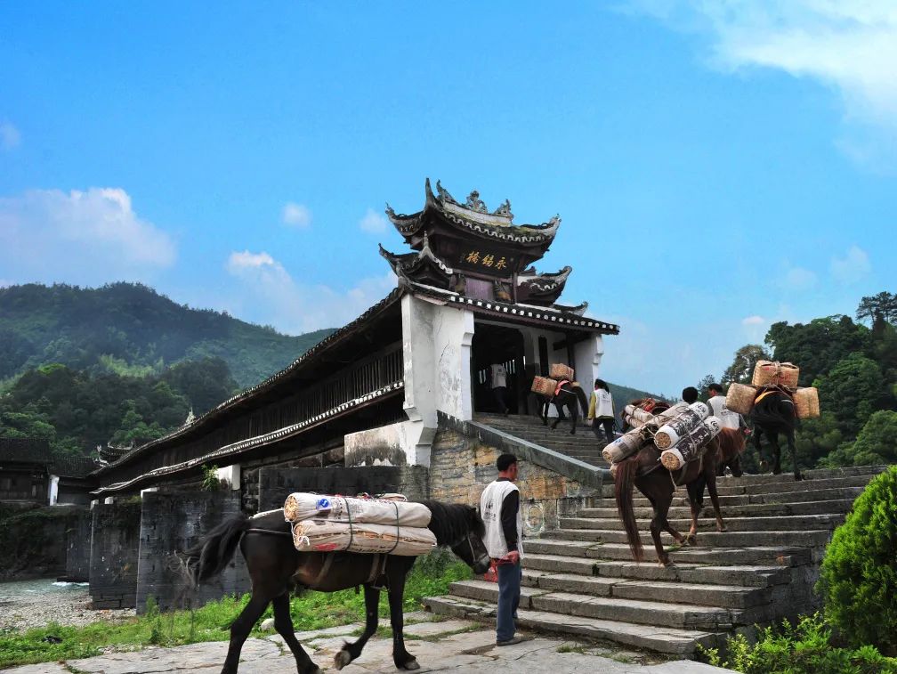 金竹山富硒茶(金竹山野生圆茶)-硒宝网