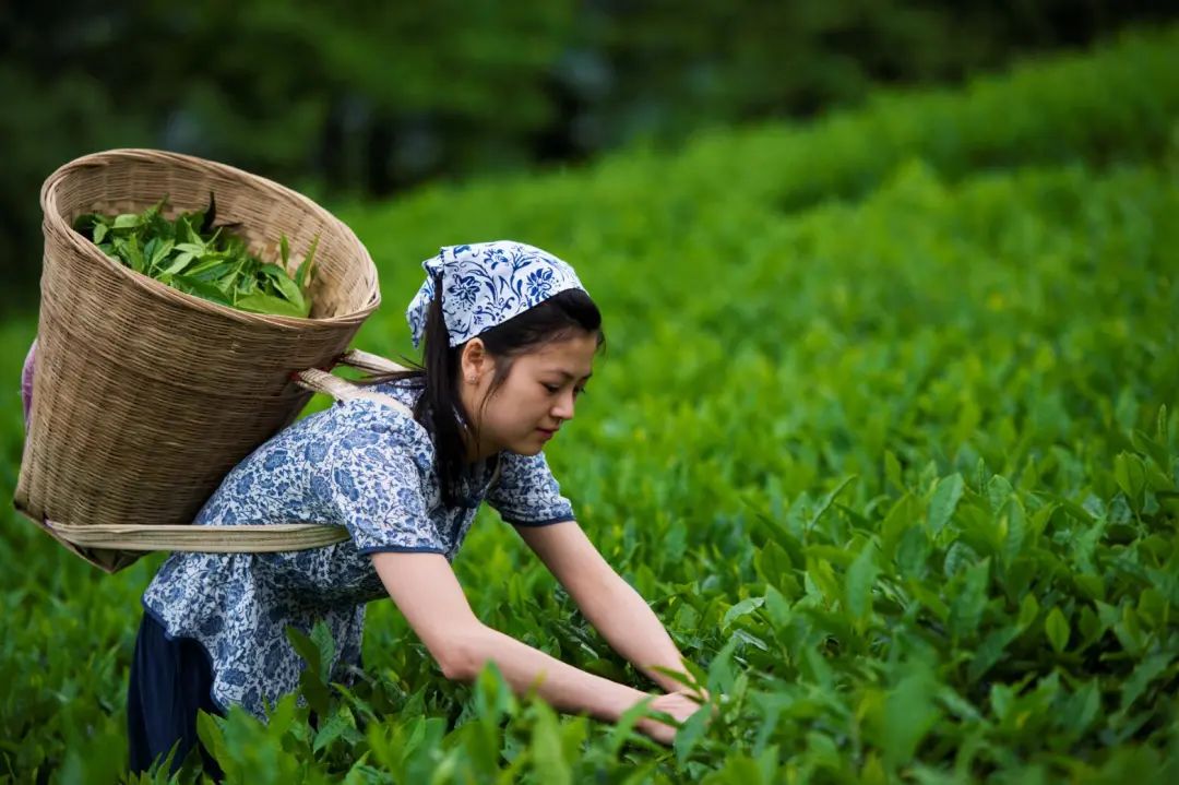 金竹山富硒茶(金竹山野生圆茶)-硒宝网