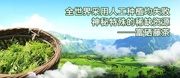 问题富硒藤茶(富硒藤茶的作用与效果)-硒宝网