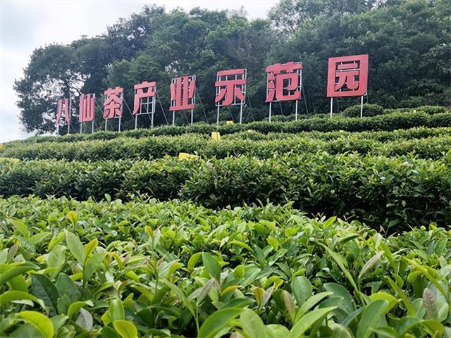 富硒金花茯茶（金花茯茶的金花）-硒宝网