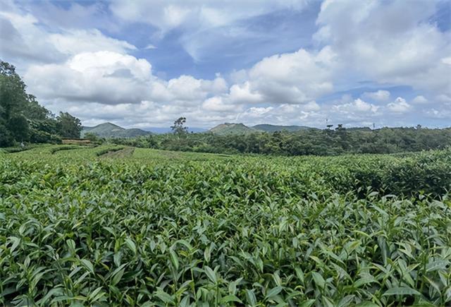 富硒金花茯茶（金花茯茶的金花）-硒宝网