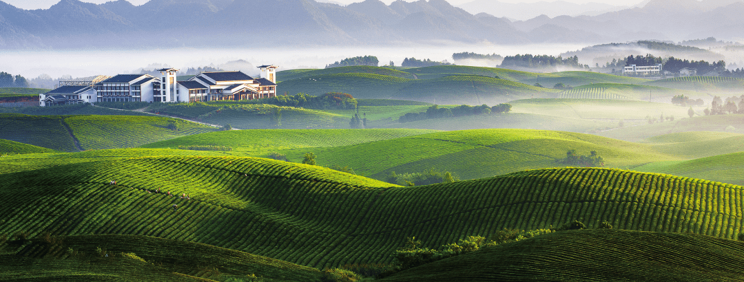 贵州富硒野茶（贵州野茶富硒产地）-硒宝网