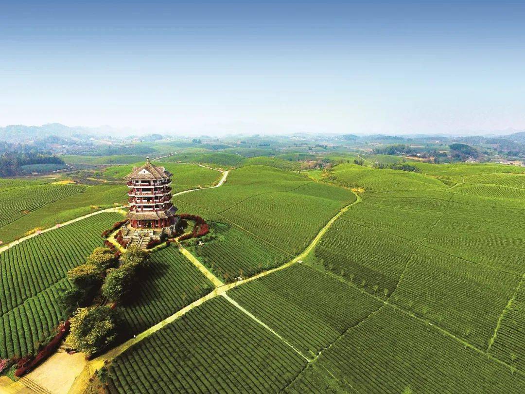 贵州富硒野茶（贵州野茶富硒产地）-硒宝网