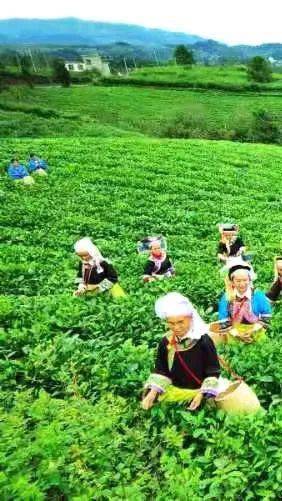 贵州富硒野茶（贵州野茶富硒产地）-硒宝网