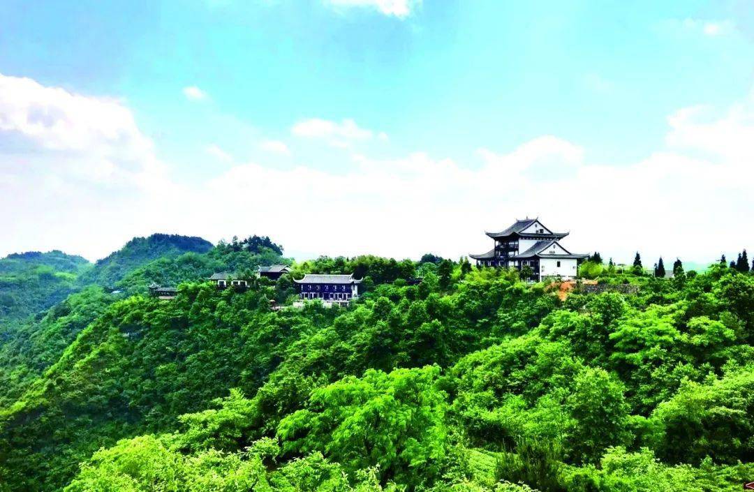 贵州富硒野茶（贵州野茶富硒产地）-硒宝网