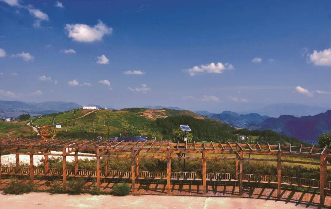 贵州富硒野茶（贵州野茶富硒产地）-硒宝网