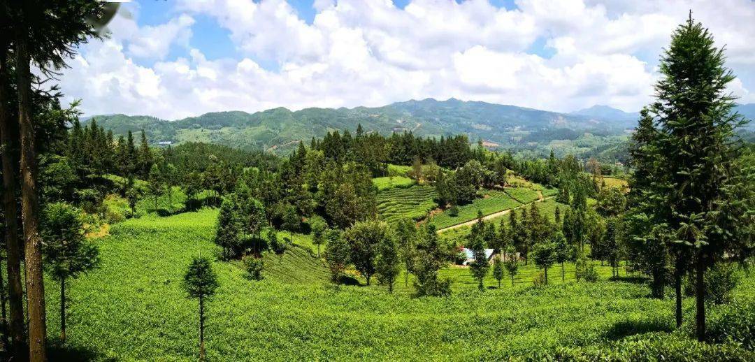 贵州富硒野茶（贵州野茶富硒产地）-硒宝网