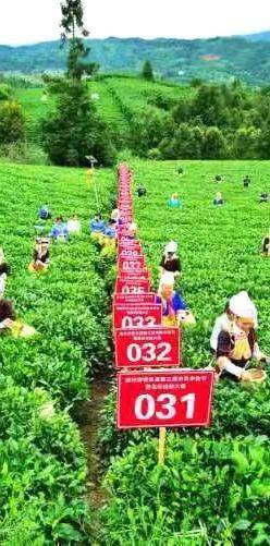 贵州富硒野茶（贵州野茶富硒产地）-硒宝网