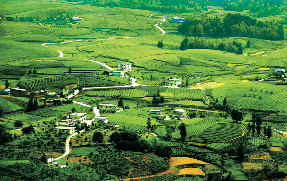 贵州富硒野茶（贵州野茶富硒产地）-硒宝网