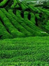 富硒茶和陈皮(陈皮茶对人体有什么好处)-硒宝网