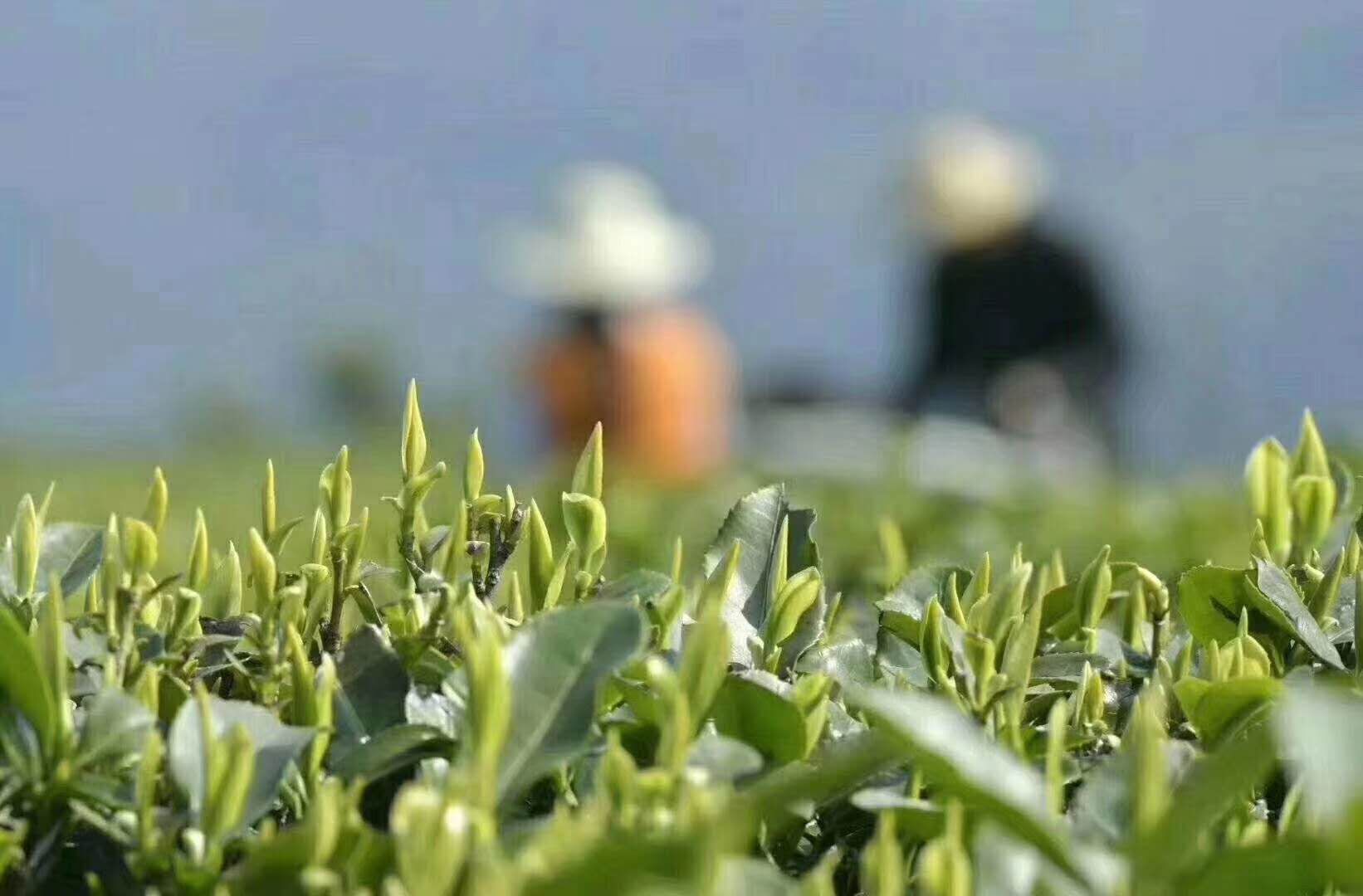 德国产富硒茶(富硒茶的产地)-硒宝网