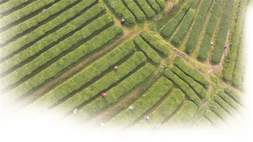 富硒茶推介词(富硒茶诗句)-硒宝网