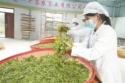 富硒茶推介词(富硒茶诗句)-硒宝网