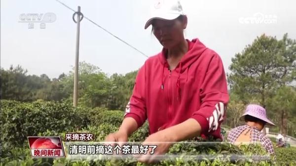 巴东的富硒茶(巴东富硒茶怎么样)-硒宝网