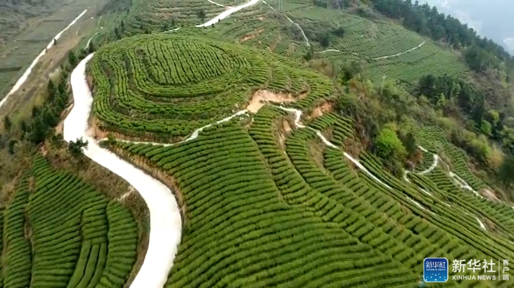 种富硒茶脱贫（富硒茶叶）-硒宝网