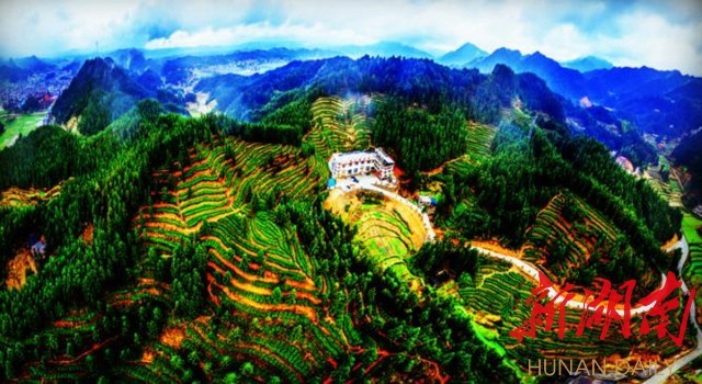 种富硒茶脱贫(扶贫茶叶)-硒宝网