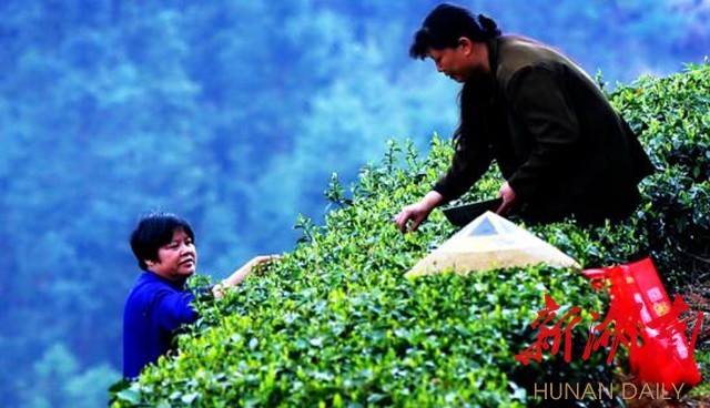种富硒茶脱贫(扶贫茶叶)-硒宝网