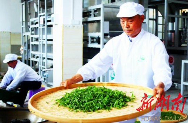 种富硒茶脱贫(扶贫茶叶)-硒宝网