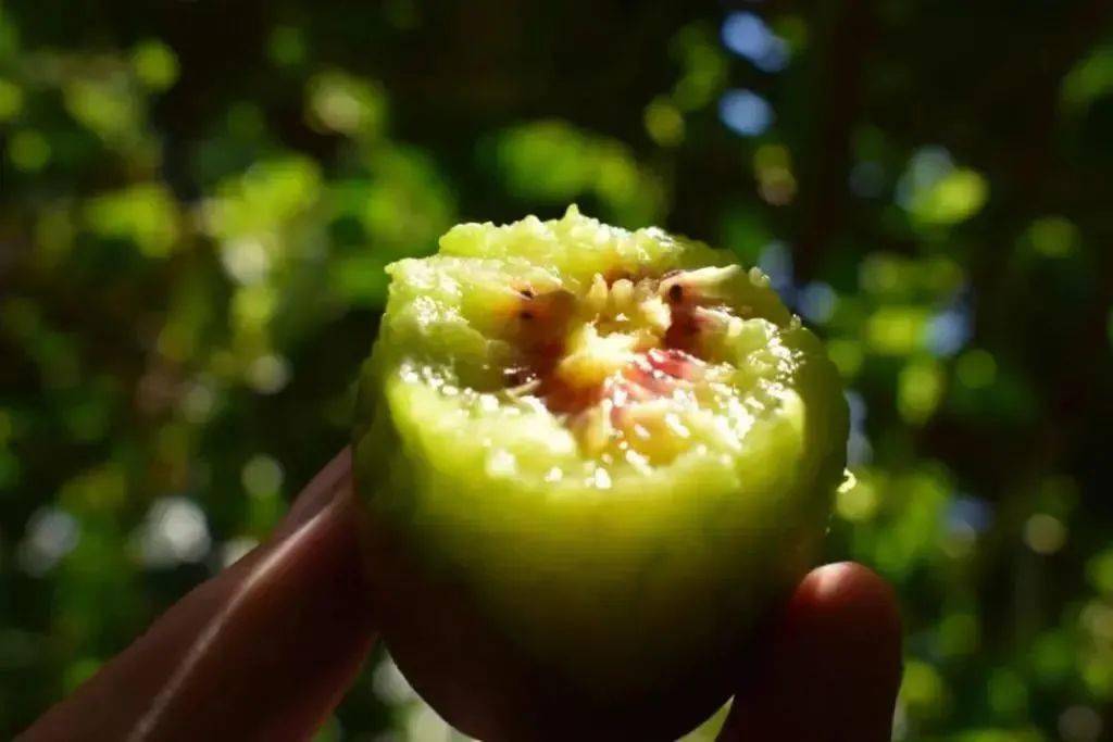 青州富锌硒茶（青州富硒水）-硒宝网