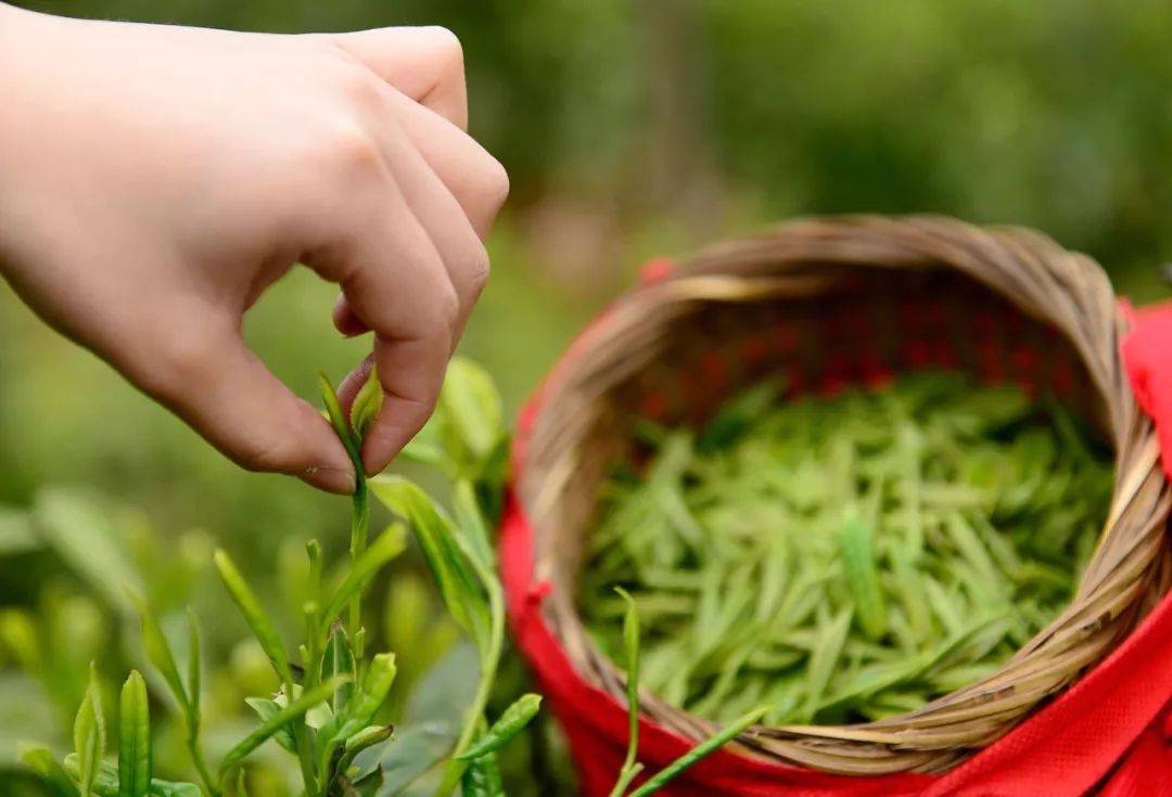 雾阳春富硒茶（武阳富硒茶）-硒宝网