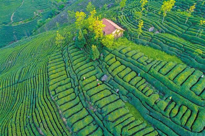 陕西茯茶富硒（陕西富硒红茶的特点）-硒宝网