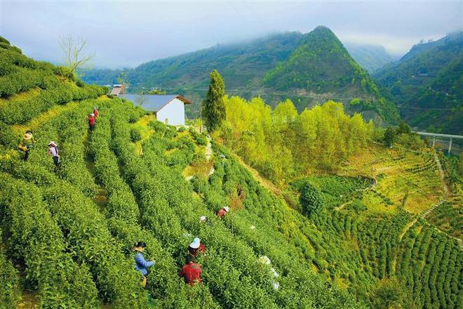 陕西茯茶富硒（陕西富硒红茶的特点）-硒宝网