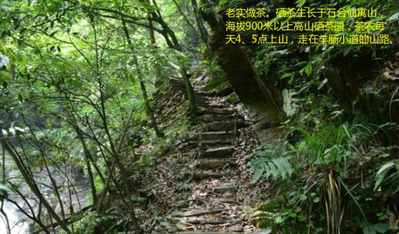 富硒茶 渴旺（渴旺茗茶怎么样）-硒宝网