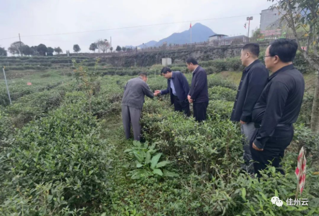 富硒茶推介词（恩施富硒茶文案）-硒宝网