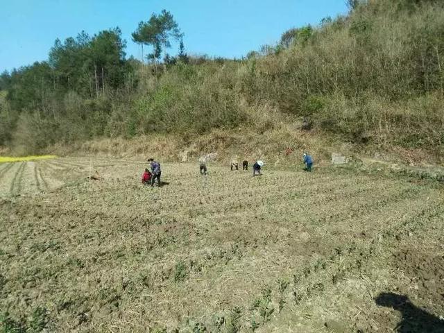 种富硒茶脱贫(脱贫茶叶)-硒宝网