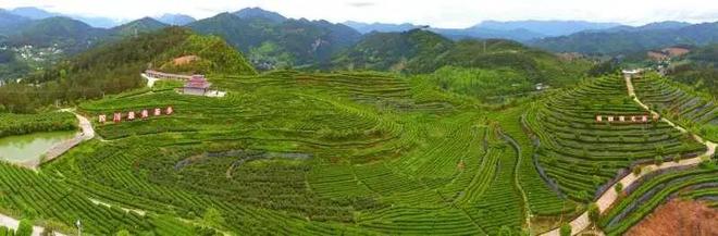 种富硒茶脱贫(脱贫茶叶)-硒宝网