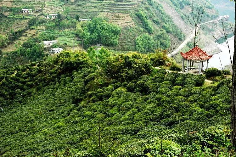 阿紫阳富硒茶（紫阳富硒茶叶）-硒宝网